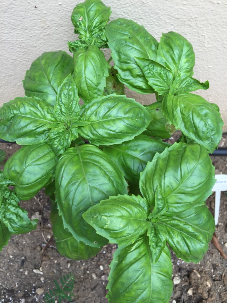 basil